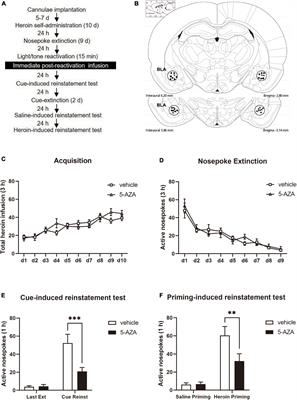 DNA methyltransferase activity in the basolateral amygdala is critical for reconsolidation of a heroin reward memory